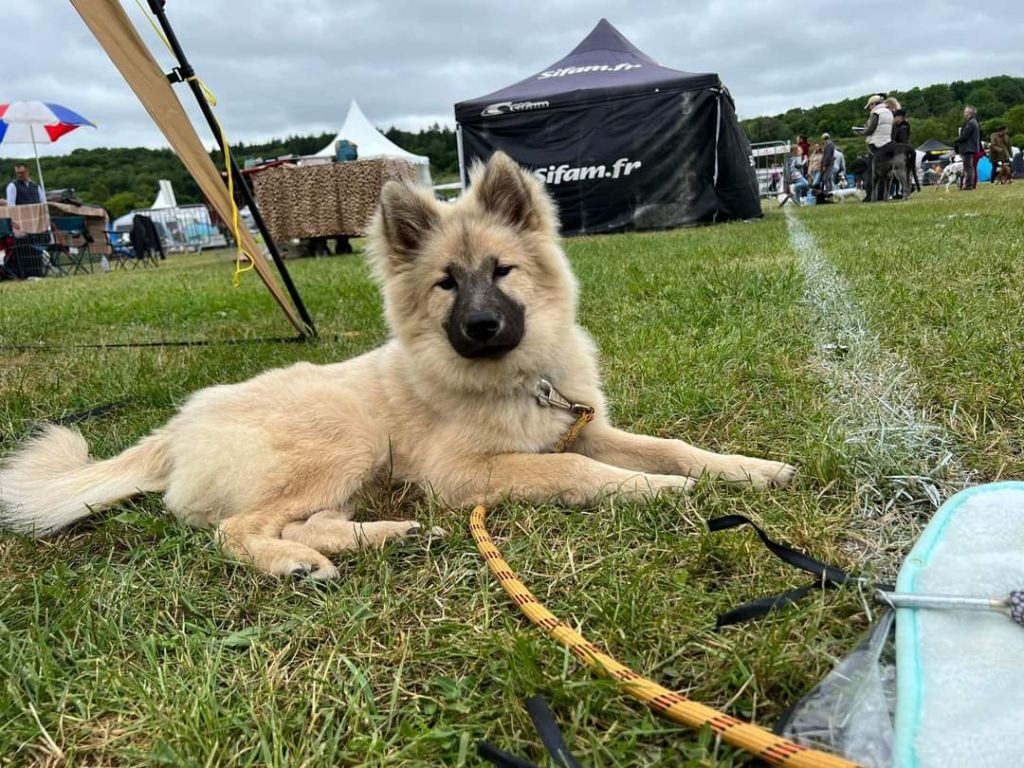 Silver flake Des Gardiens D'Amarok