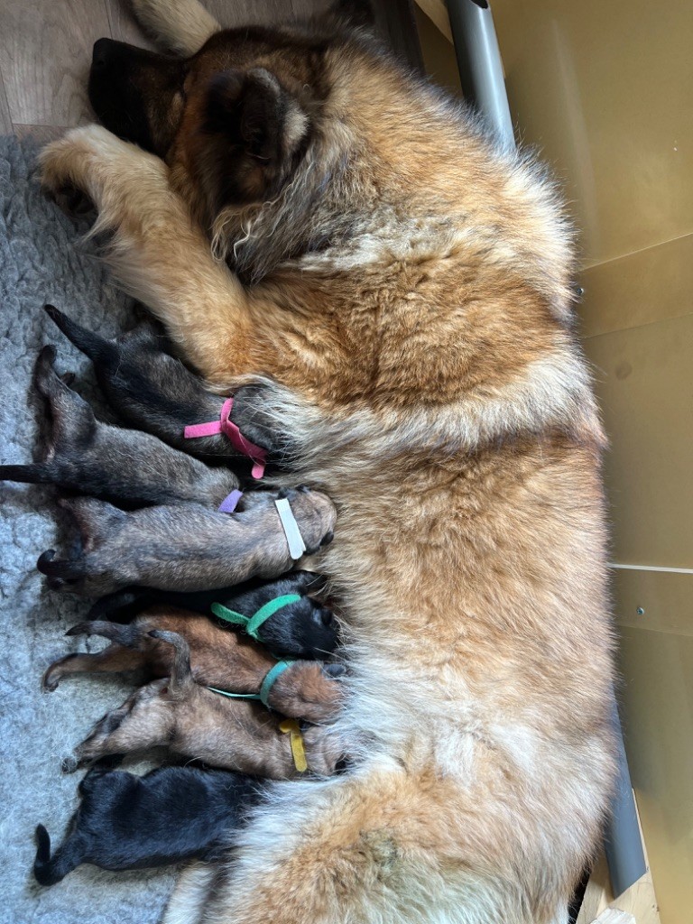 chiot Eurasier Du Chemin De La Blanche Ecume