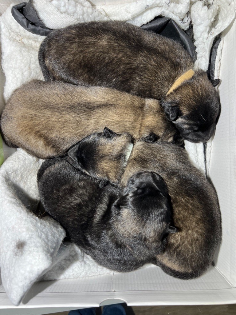 chiot Eurasier Du Chemin De La Blanche Ecume