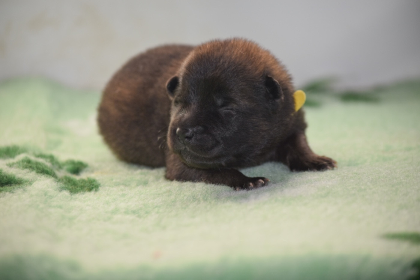 Du Chemin De La Blanche Ecume - Chiots disponibles - Eurasier