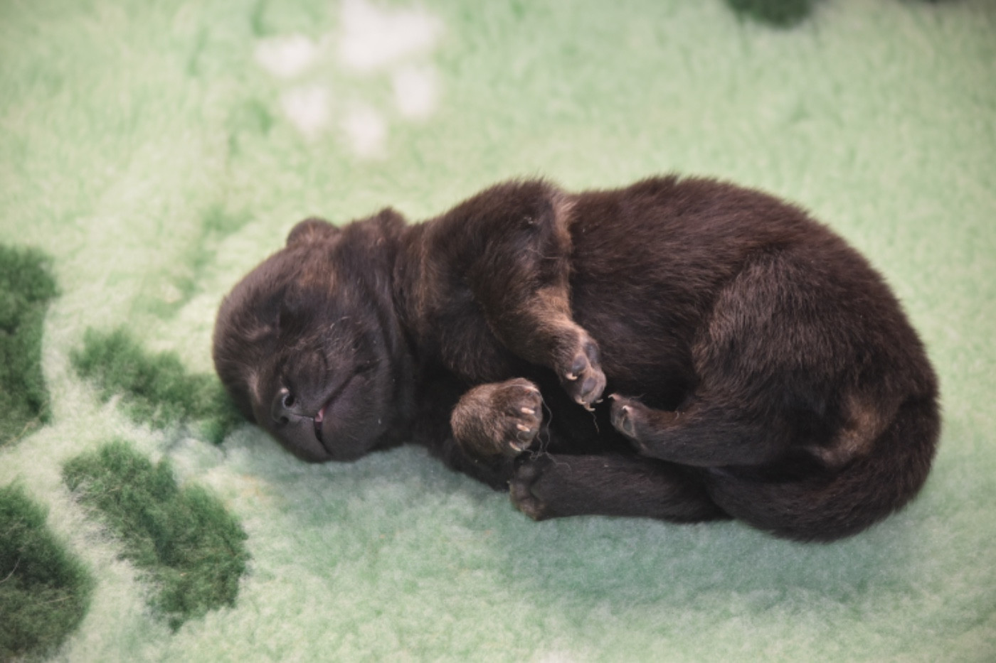 Du Chemin De La Blanche Ecume - Chiots disponibles - Eurasier