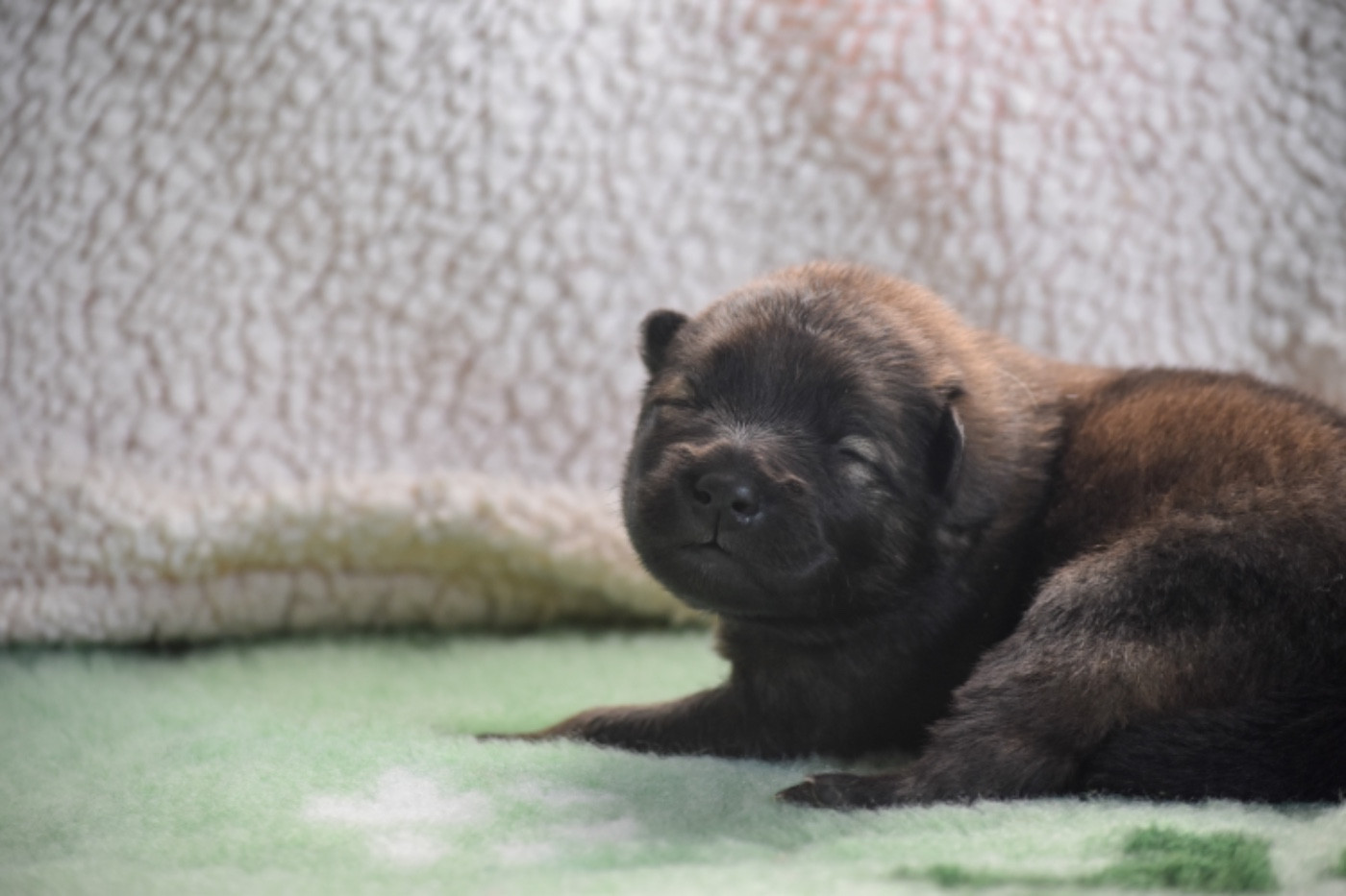 Du Chemin De La Blanche Ecume - Chiots disponibles - Eurasier