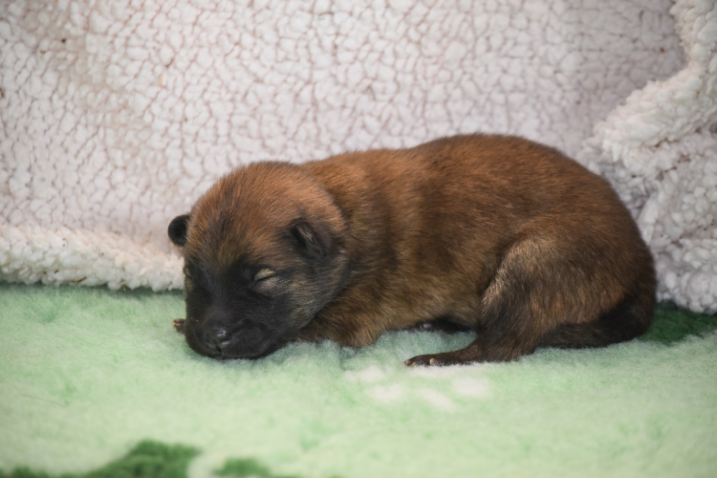 Du Chemin De La Blanche Ecume - Chiots disponibles - Eurasier