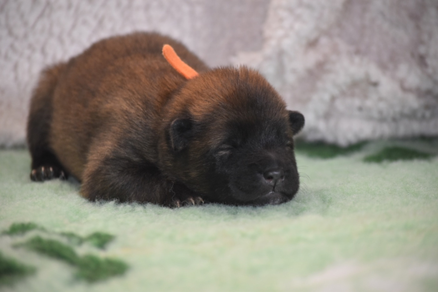 Du Chemin De La Blanche Ecume - Chiots disponibles - Eurasier
