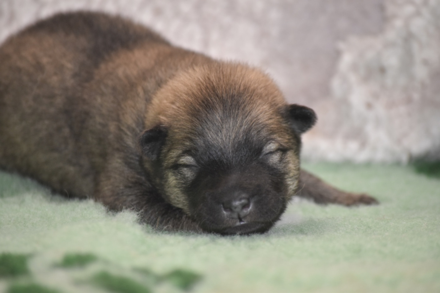Du Chemin De La Blanche Ecume - Chiots disponibles - Eurasier